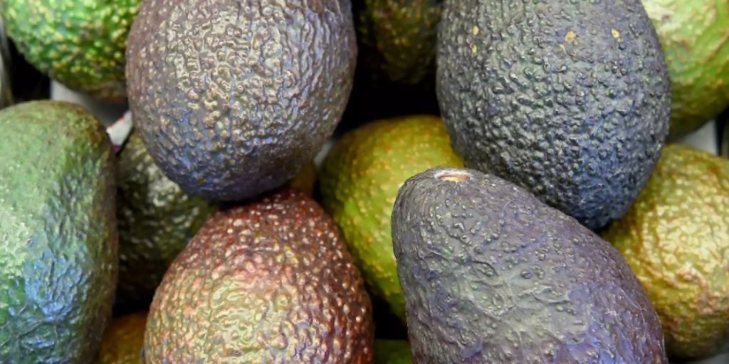 Avocado Importe Haben Sich Seit Fast Verf Nffacht