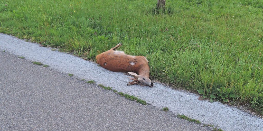 Wildunf Lle Im Kanton Thurgau Vorsicht Vor Tieren Auf Der Strasse