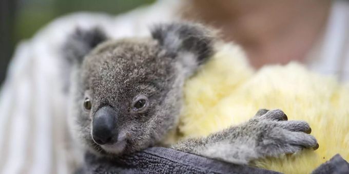 Sp Rhund Bear Sucht In Australiens Brandgebieten Nach Koalas Nau Ch