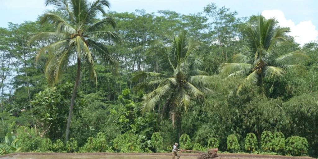 Dutzende Tote Und Hunderte Verletzte Bei Erdbeben In Indonesien