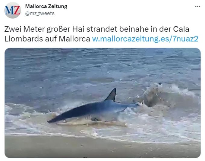 Hai Verirrt Sich An Strand Von Mallorca Nau Ch