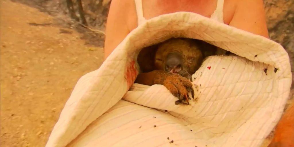 In Australien Aus Dem Feuer Geretteter Koala Lewis Ist Jetzt Tot