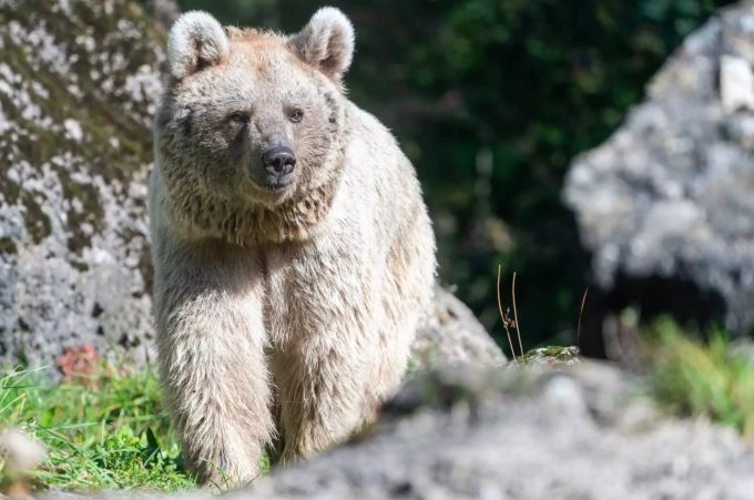 Laila stammt aus dem Zoo Münster. Laila