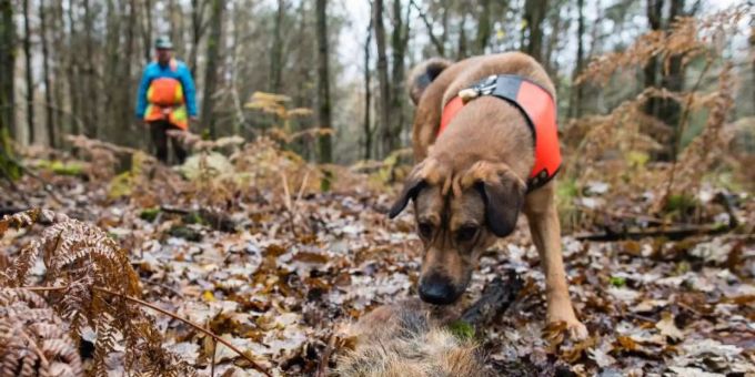 Mischling Otto hat ein Stück Wildschwein aufgespürt, das zum Training ausgelegt wurde. Otto ist ausgebildet, tote Wildschweine aufzuspüren, die auf das Virus 'Afrikanische Schweinepest' (ASP) untersucht werden sollen. Foto: Oliver Dietze/dpa schweinepest