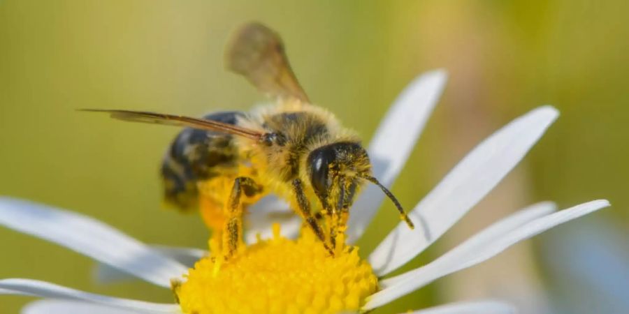 Viele Wildbienenarten gelten als bedroht