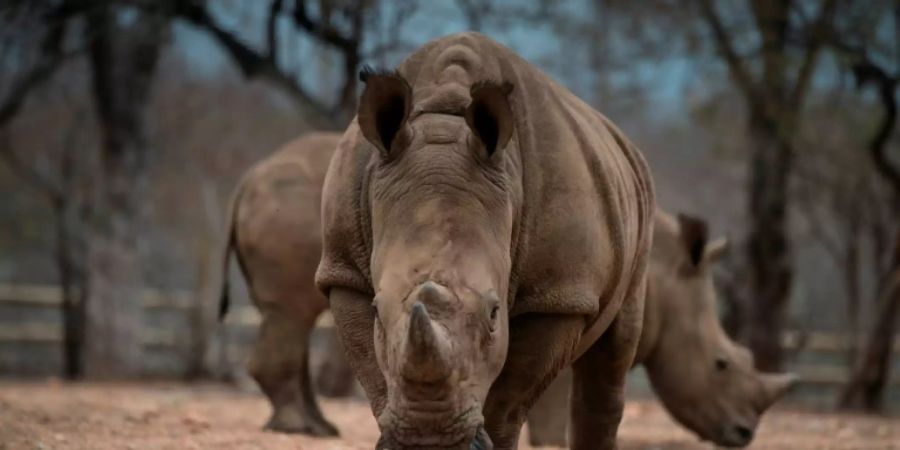 In Afrika leben weniger als 25.000 Nashörner