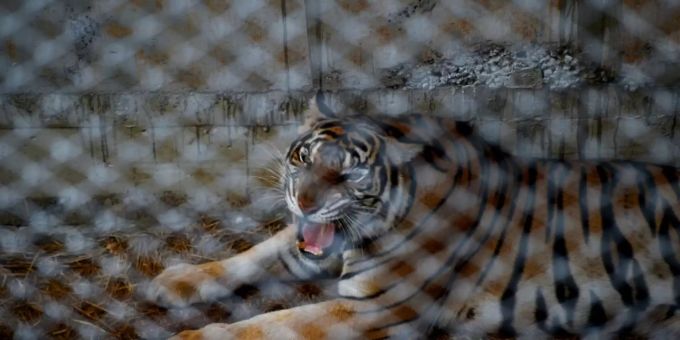 Ein Tiger in Gefangenschaft Tiger