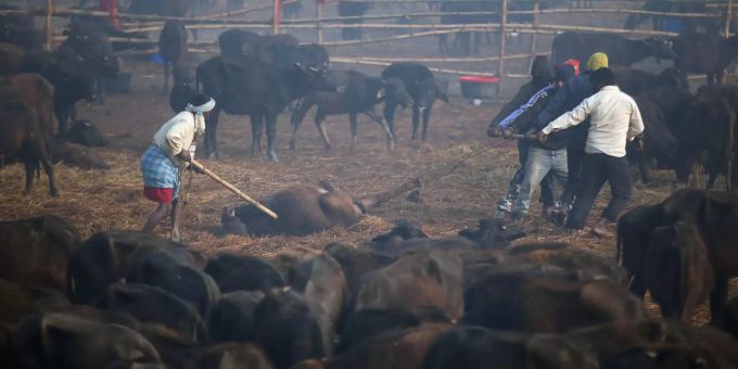 Gemetzel für Göttin - Tieropferfest in Nepal stösst auf Widerstand