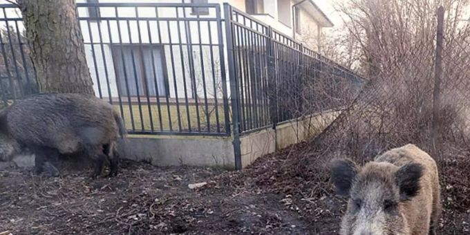 Nahe an Deutschland - Schweinepest breitet sich weiter in Polen aus