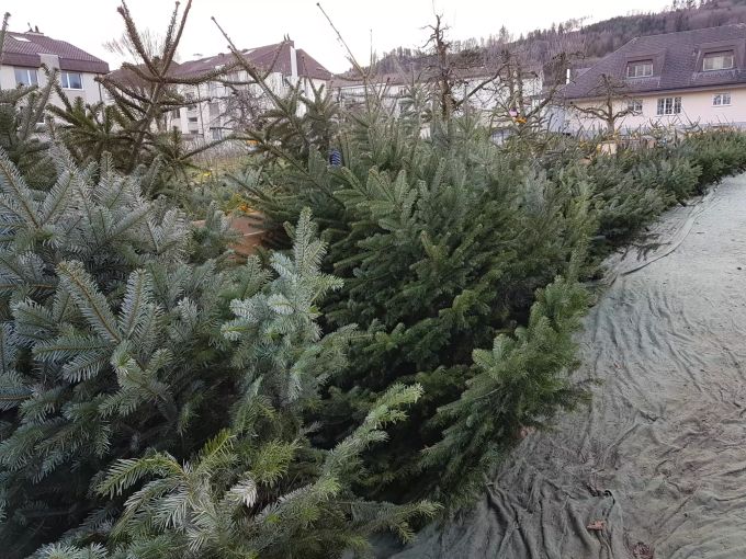 Auf dem Belper Rohrer-Hof können sie vier verschiedene Arten von Weihnachtsbäumen erstehen. Weihnachtsbaum