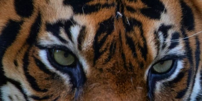 Sumatra-Tiger gelten als vom Aussterben bedroht. sumatra-tiger