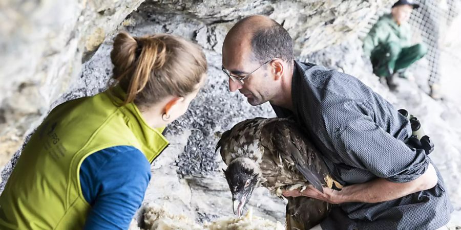 Im Juni 2018 liess die Stiftung Pro Bartgeier den Bartgeier Fredueli im eidgenössischen Wildtierschutzgebiet Huetstock im Melchtal OW auswildern. (Archivbild)