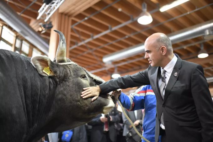 Bundesrat Alain Berset streichelt ein Stier an der Olma-Messe. olma