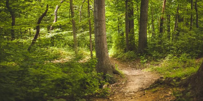 Immer mehr Schweizer wollen sich für Umweltschutz einsetzen. wald