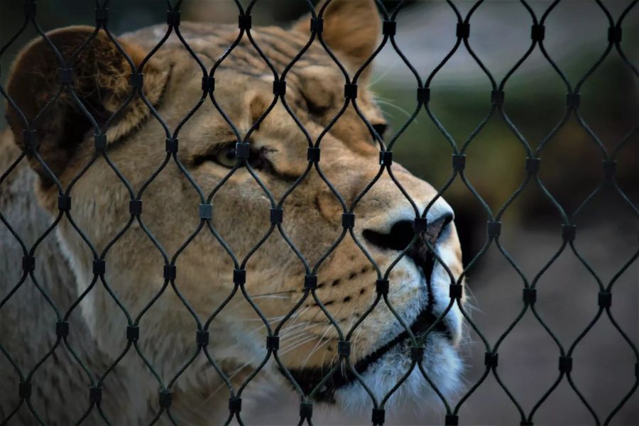 Löwe Zoo