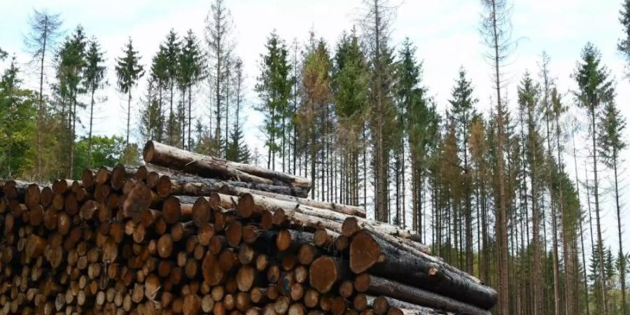 Abgestorbene Fichten stehen im Wald von einem Landwirt hinter den zu bereits abgeholzten und zu Stapeln geschlichteten Bäumen. Foto: Uwe Zucchi/dpa