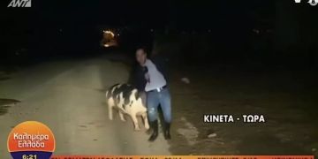 schwein attacke reporter