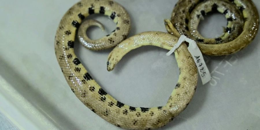 Exemplar der neuen Zwergboa-Art Tropidophis cacuangoae