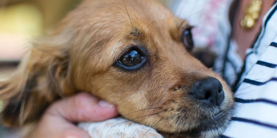 Hunde Feuerwerk