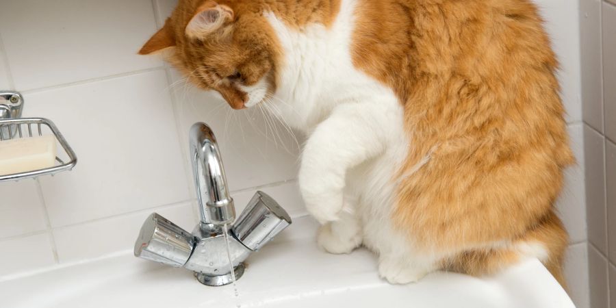 Katze Wasserhahn Waschbecken Bad Wasser