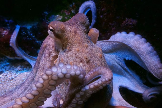 Begegnung mit einem Oktopus. Begegnung mit einem Oktopus.