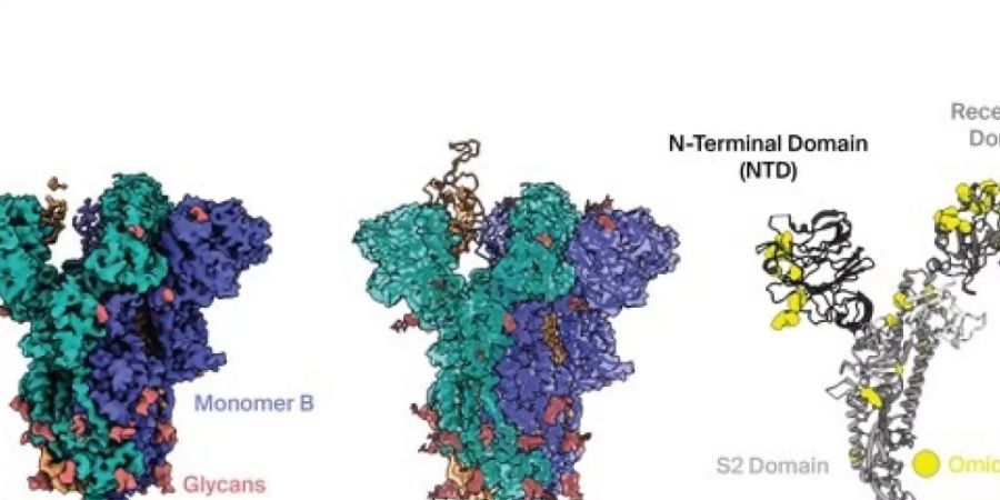 Lausanner Forschern ist es dank Hochleistungsmikroskopen gelungen, die Struktur der Omikron-Variante des Coronavirus' auf atomarer Ebene zu entschlüsseln. Das hilft Forschern weltweit, wirksamere Impfstoffe zu entwickeln (Pressebild)