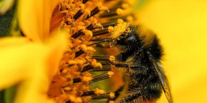Eine mit Pollen bedeckte Hummel auf einer Sonnenblume. Foto: Jacob King/PA Wire/dpa Eine mit Pollen bedeckte Hummel auf einer Sonnenblume. Foto: Jacob King/PA Wire/dpa