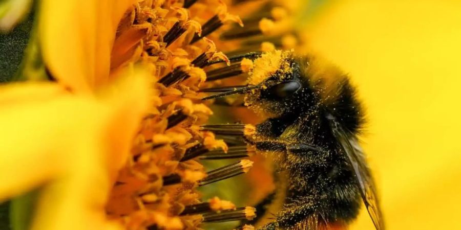 Eine mit Pollen bedeckte Hummel auf einer Sonnenblume. Foto: Jacob King/PA Wire/dpa