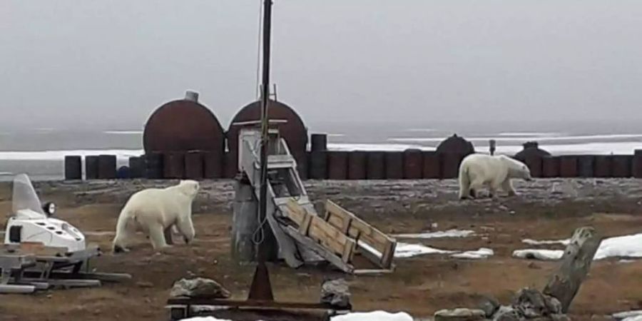 Das vom WWF zur Verfügung gestellte Handout zeigt zwei umherstreunende Eisbären 2019 in Norden Russlands. Foto: -/WWF/dpa/Archivbild