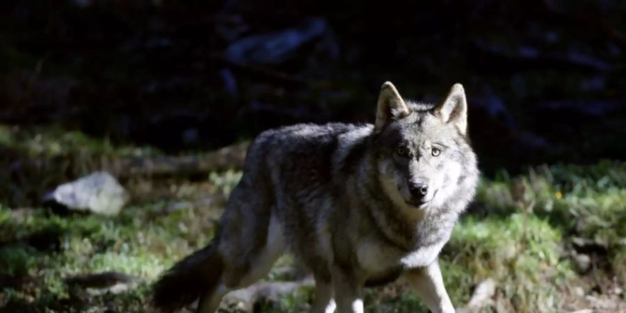 Wolf in einem Nationalpark in Frankreich