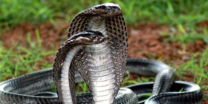 In Indien wurde eine Frau mit einem Kobra-Biss ermordet. Kobra