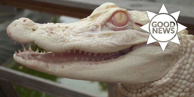 Good News - Nach Kofferschmuggel: Albino-Alligatorin hat neues Zuhause