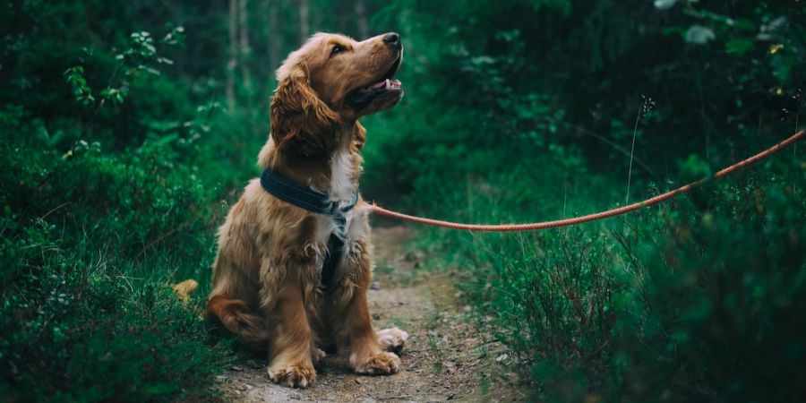 Hund im Wald