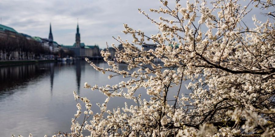 Kirschbäume blühen an der Hamburger Binnenalster.