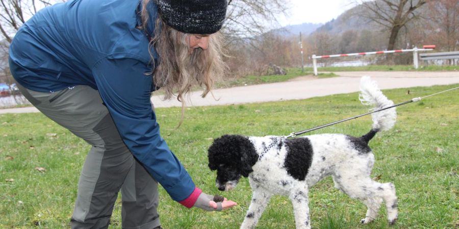 Eine Teilnehmerin des Vhs-Kurses «Trüffelsuche mit Hund» hält ihrem Pudel «Frida» einen Trüffel hin.
