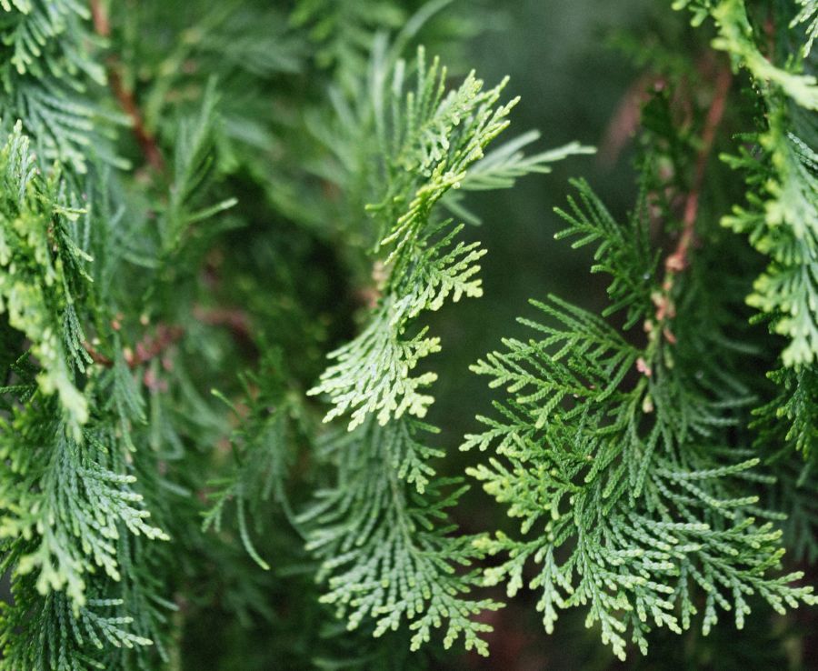 Thuja occidentalis