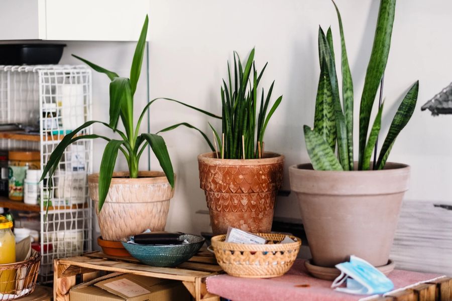 Büro Pflanze Sansevieria