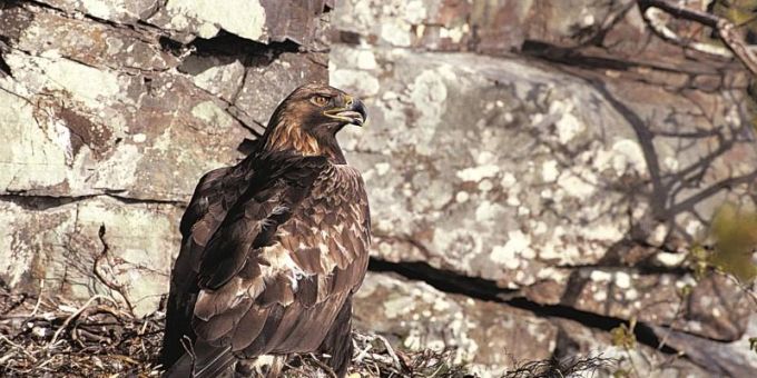 Ein Steinadler (Aquila chrysaetos) sitzt in seinem Nest. Foto: Chris Gomersall/Rspb/dpa Ein Steinadler (Aquila chrysaetos) sitzt in seinem Nest. Foto: Chris Gomersall/Rspb/dpa