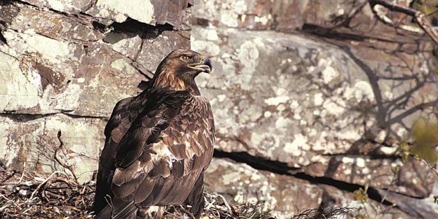 Ein Steinadler (Aquila chrysaetos) sitzt in seinem Nest. Foto: Chris Gomersall/Rspb/dpa