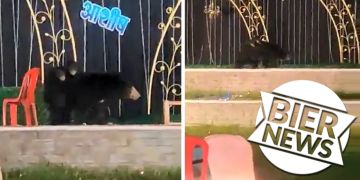 Bär Indien