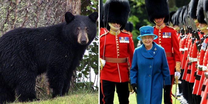 Für die Hüte der Garde von Queen Elizabeth wird das Fell von Schwarzbären aus Kanada verwendet. Queen Elizabeth