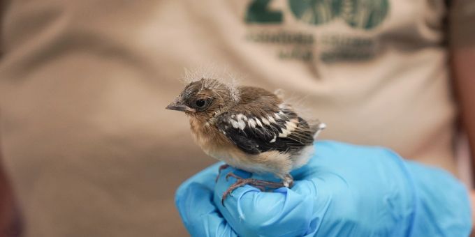 Ein Jungtier wird gepflegt. Vogelpflege Jungtier