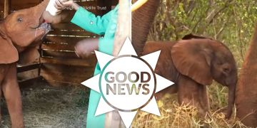 Elefant Baby jöh