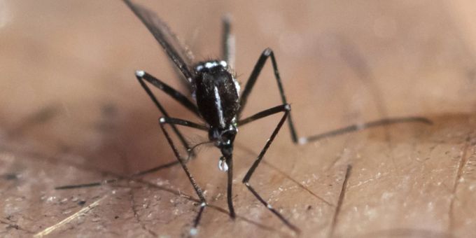Übertragen wird das Dengue-Fieber von Tigermücken. (Archivbild) italien dengue
