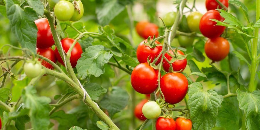 Gemüsesorten wie Tomaten sind perfekt für Gartenanfänger geeignet.