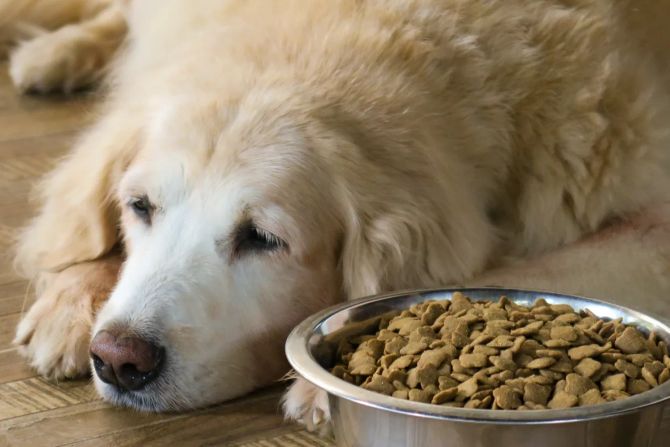 Hund bei Hundefutter auf dem Boden liegend