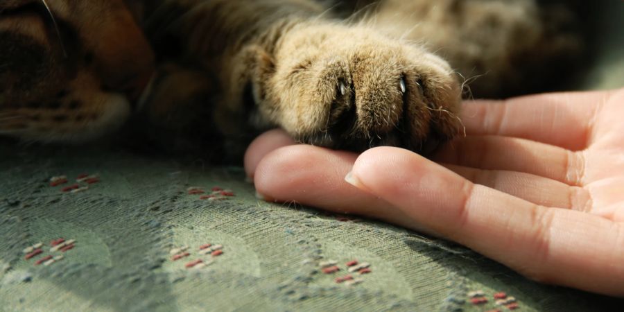 Menschenhand berührt Katzenpfote