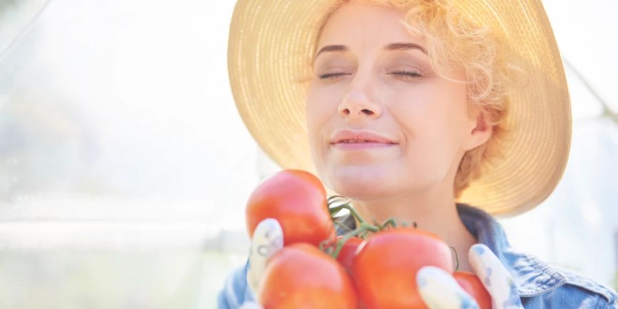 Frau Tomaten Sonnenhut Ernte