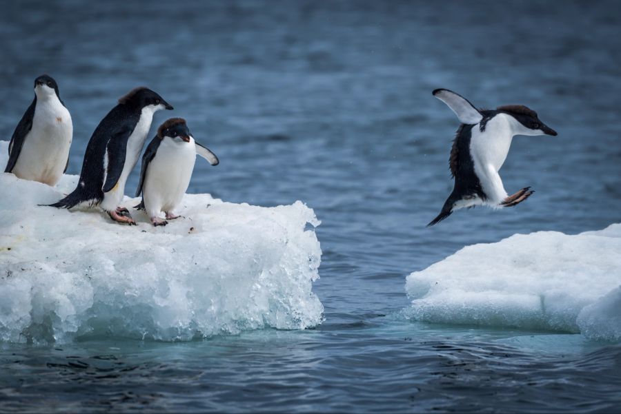 Eis Pinguin Wasser Gruppe