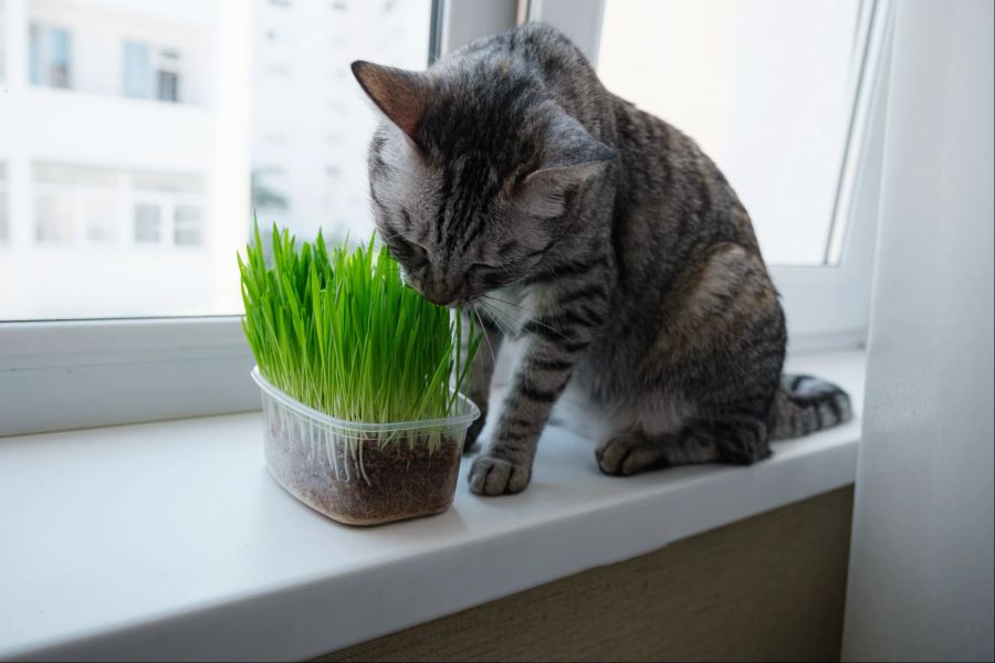 Katze mit Katzengras